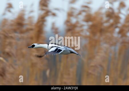 Smew (Mergellus albellus / Mergus albellus) maschio che vola oltre letto di canna / letto di nuovo in inverno Foto Stock