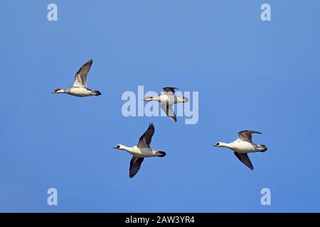 Smew (Mergellus albellus / Mergus albellus) gregge, due coppie in volo contro il cielo blu Foto Stock