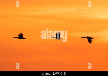 Floccato di geese levriag migrante (Anser anser) silhouette volare contro il cielo arancione al tramonto / alba Foto Stock