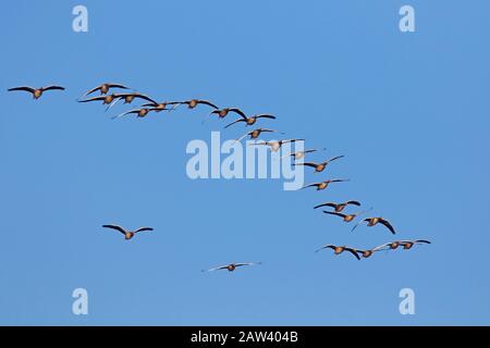 Floccato di geese levrieri migranti (Anser anser) volare in formazione contro il cielo blu in autunno / autunno Foto Stock