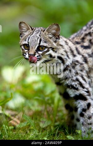 Tiger Cat o Oncilla, da leopardo tigrinus, Adulti leccare il naso Foto Stock