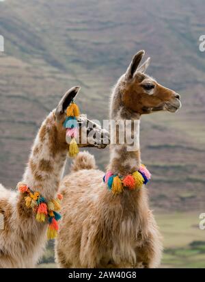 Llama, lama glama, adulti indossano pompon, vicino a Cuzco in Perù Foto Stock