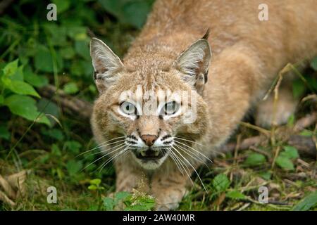 European Lynx o Eurasian Lynx, felis lynx, Adult Read to Jump Foto Stock