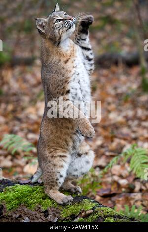 European Lynx o Eurasian Lynx, felis lynx, adulto in piedi sulle Gambe di Hind Foto Stock