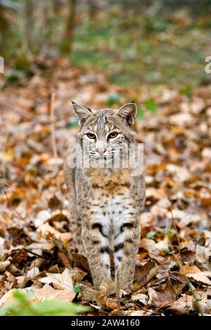 European Lynx o Eurasian Lynx, felis lynx, adulto in piedi su Foglie Essiccate Foto Stock