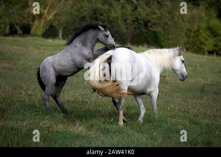 Connemara Pony in piedi a Meadow, Mare con Foal Foto Stock