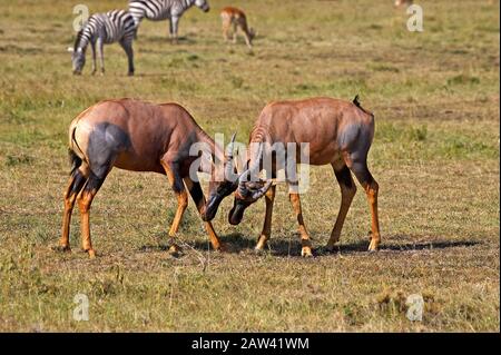TOPI damaliscus korrigum, maschi combattimenti, Masai Mara Park in Kenya Foto Stock