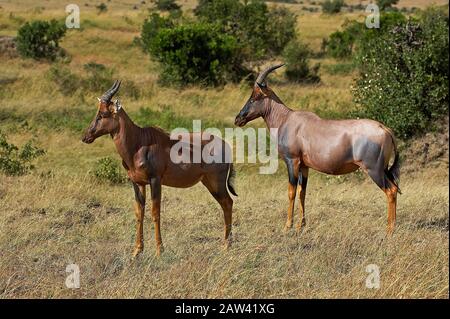 TOPI damaliscus korrigum, adulti, Masai Mara Park in Kenya Foto Stock