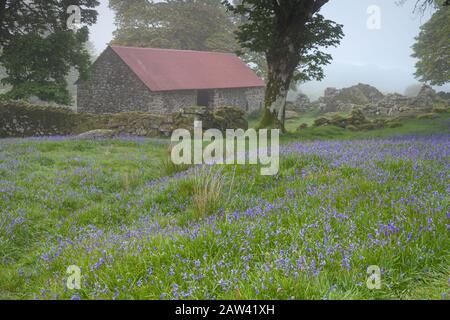 Prato pieno di bluebells con un attraente dal tetto rosso granaio di emsworthy fango nel Parco Nazionale di Dartmoor durante la primavera in una nebbiosa mattina Foto Stock