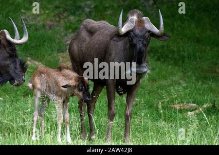 Black hotel, Connochaetes gnou, Femminile con Young Foto Stock