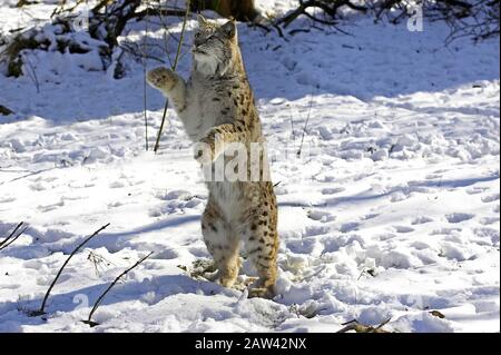 European Lynx o Eurasian Lynx, felis lynx, adulto sulla neve in piedi sulle Gambe di Hind Foto Stock