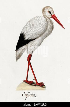 Una bella illustrazione d'epoca con un uccello Foto Stock