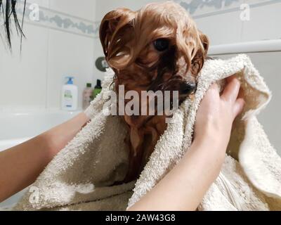Mani di donna che asciugano cane bagnato dello yorkshire con asciugamano da bagno Foto Stock