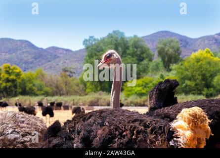 Struzzo nei campi della Garden Route città di Oudtshoorn, Capo Occidentale, Sud Africa Foto Stock