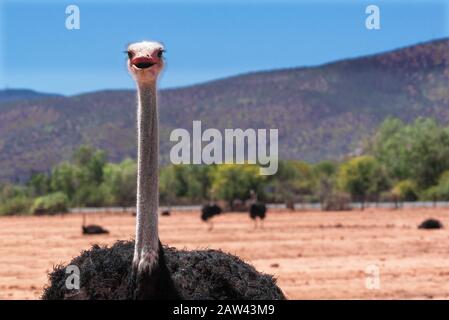 Struzzo nei campi della Garden Route città di Oudtshoorn, Capo Occidentale, Sud Africa Foto Stock