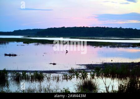 Lone Egret al tramonto su uno Stagno Foto Stock