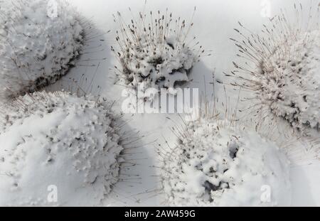 Un giardino paesaggistico con erbe ornamentali è rivestito con un leggero manto di neve. Foto Stock