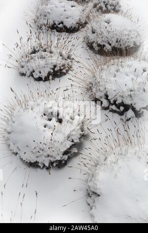 Un giardino paesaggistico con erbe ornamentali è rivestito con un leggero manto di neve. Foto Stock