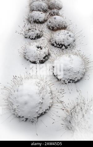 Un giardino paesaggistico con erbe ornamentali è rivestito con un leggero manto di neve. Foto Stock