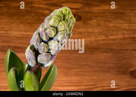 Luminoso e biautful fiore giovane giacinto in un germoglio su uno sfondo di legno Foto Stock