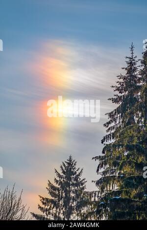 Aurora borealis nel pomeriggio nel cielo blu su abeti verdi. L'aurora boreale in cielo azzurro con la silhouette di alberi di abete rosso. Foto Stock