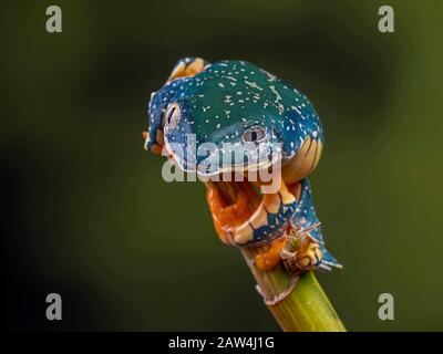 Testa sopra con una rana di albero Frangiato Foto Stock