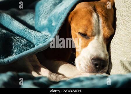 Cane beagle pigro e assonnato sotto una coperta blu su un letto. Giornata di sole a casa sfondo. Foto Stock