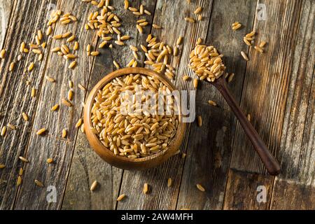 Grano Di Khorasan Organico Marrone Secco In Una Ciotola Foto Stock