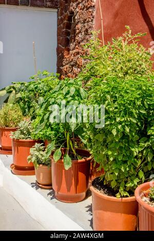 Varie erbe verdi che crescono in vasi in giardino all'aperto nella soleggiata giornata estiva. Concetto di orticoltura. Foto Stock