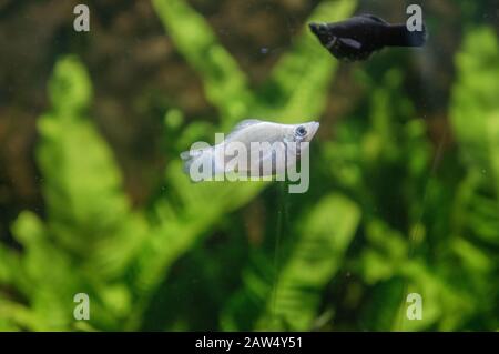 Albino tigre barb pesci d'acqua dolce in un acquario tropicale in macro. Black Molly pesce in background sparato in luce artificiale con foglie verdi sfocate Foto Stock