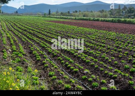 Campo di fattoria con righe di giovani fresca insalata verde lattuga piante che crescono al di fuori sotto il sole greco, agricoltura in Grecia. Foto Stock