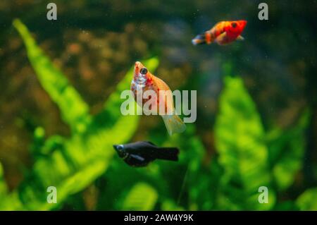 Pesce aranciato di ciliegio in acquario tropicale d'acqua dolce sparato in macro. Black Molly e Black Ruby Barn sullo sfondo sfocato con piante verdi Foto Stock