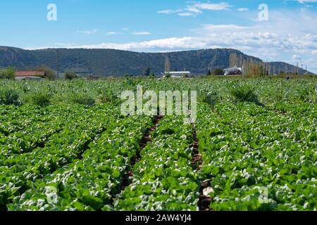 Campo di fattoria con righe di giovani fresca insalata verde lattuga piante che crescono al di fuori sotto il sole greco, agricoltura in Grecia. Foto Stock