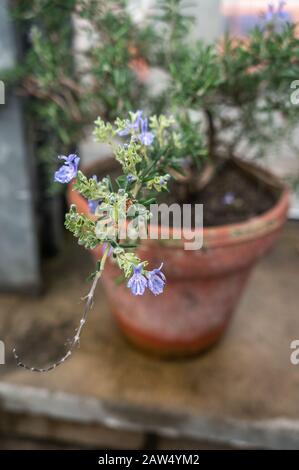 Primo piano con fuoco selettivo di fiori di rosmarino su ramificazione in giardino urbano. Shot in luce naturale in vaso di argilla in giardino di cucina. Foto Stock