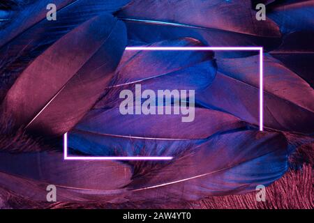 Neon incandescente piume di un uccello sfondo con cornice incandescente. Disposizione piatta. Foto Stock
