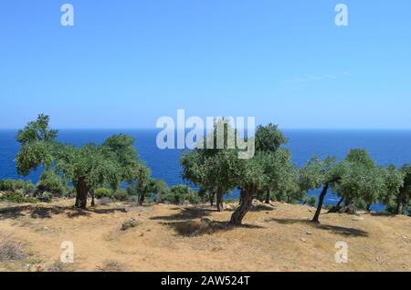 Olivi in una fila sulla collina sopra la costa, mare blu e cielo limpido Foto Stock