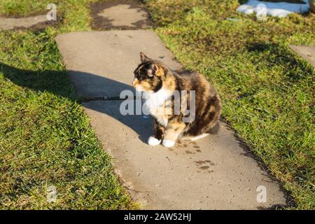 Gatto marrone adulto ritratto vicino in su. Gatto domestico che riposa fuori Foto Stock