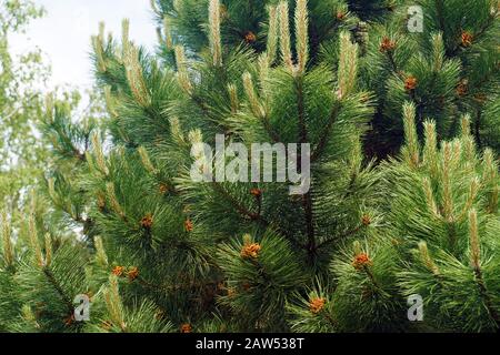 Il Pinus nigra, il pino nero o il pino nero austriaco è una specie di pino che si trova nell'Europa meridionale del Mediterraneo dalla Spagna alla Turchia e al Nord Africa. Foto Stock