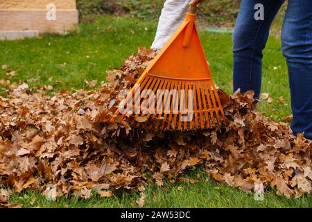 Lavori autunnali in giardino. Pulire le foglie con un rastrello. Foto Stock