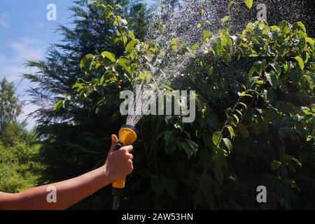 Annaffiatura di colture da giardino con una pistola di irrigazione. Un ruscello di acqua illuminato dal sole. Foto Stock