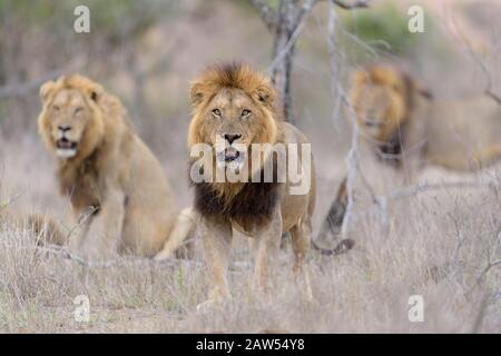 Coalizione di leoni maschili nel deserto africano Foto Stock