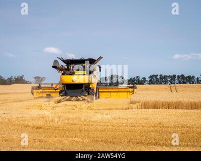 Canterbury, Nuova Zelanda, 2 febbraio 2020: Mietitrebbia New Holland che lavora in un campo di orzo in estate Foto Stock