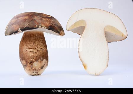 Boletus aereus, Dark cep o Bronze Bolete fungo, molto apprezzato e molto ricercato fungo commestibile nella famiglia Boletaceae isolato su bianco bac Foto Stock