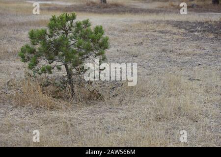 Pinus ponderosa pineta calabrese nel parco di Larnaca Foto Stock