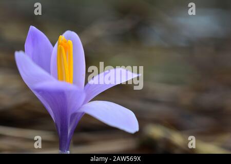 Un singolo croco viola in fiore su sfondo grigio sfocato Foto Stock