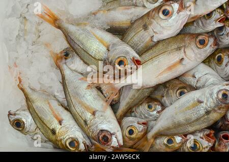 Mercato del pesce, pesce di mare appena pescato su ghiaccio, pronto per la vendita Foto Stock