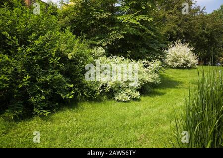 Vicolo verde erboso curato con alberi decidui che include Un bianco fioritura Salix integra 'Hakuro Nishiki' - arbusto di Willow alberi in giardino Foto Stock