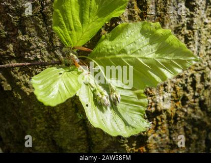 Faggio (Fagus sillavatica), fiori maschi e foglie nuove in primavera, Inghilterra, Regno Unito Foto Stock