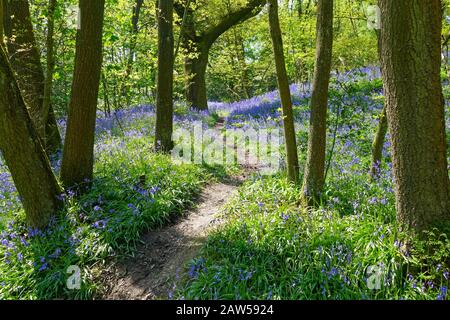 Bluebells comune (Hyacinthoides non-scripta) con un sentiero attraverso un legno inglese con alberi di faggio fagus foglie primavera verde, Inghilterra, Regno Unito Foto Stock