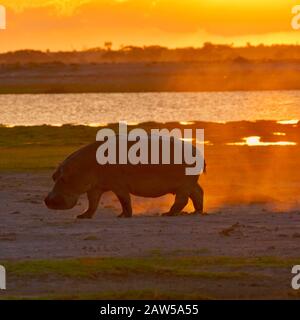 Un ippopotamo (Hippopotamus anfibio) calcia la sabbia mentre il sole tramontante fa risuonare il cielo e il paesaggio con i colori rosso, arancione e giallo. Foto Stock
